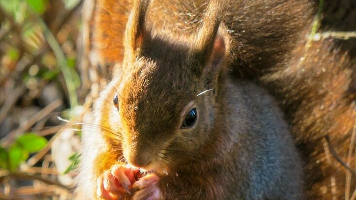 A Red Squirrel, crouched in a forest setting eating a nut