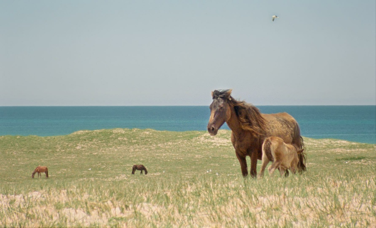 A sandy, grassy expanse of land with a backdrop of bright blue sea and grey-blue sky. A wild horse faces the camera.