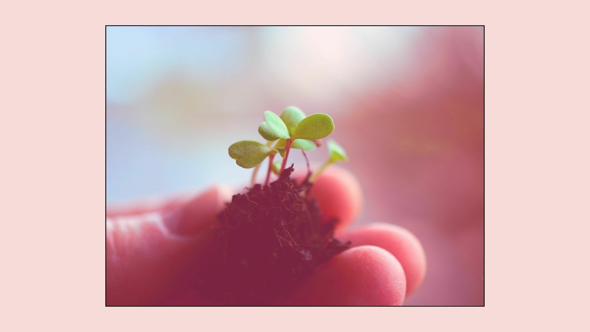 Photo of a new and small plant stem with leaves being held. Behind this photo it a light pink background.