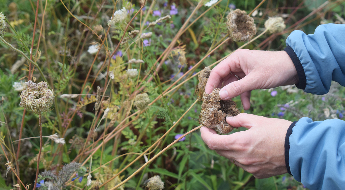 A pair of hands harvesting seeds from wild carrots.