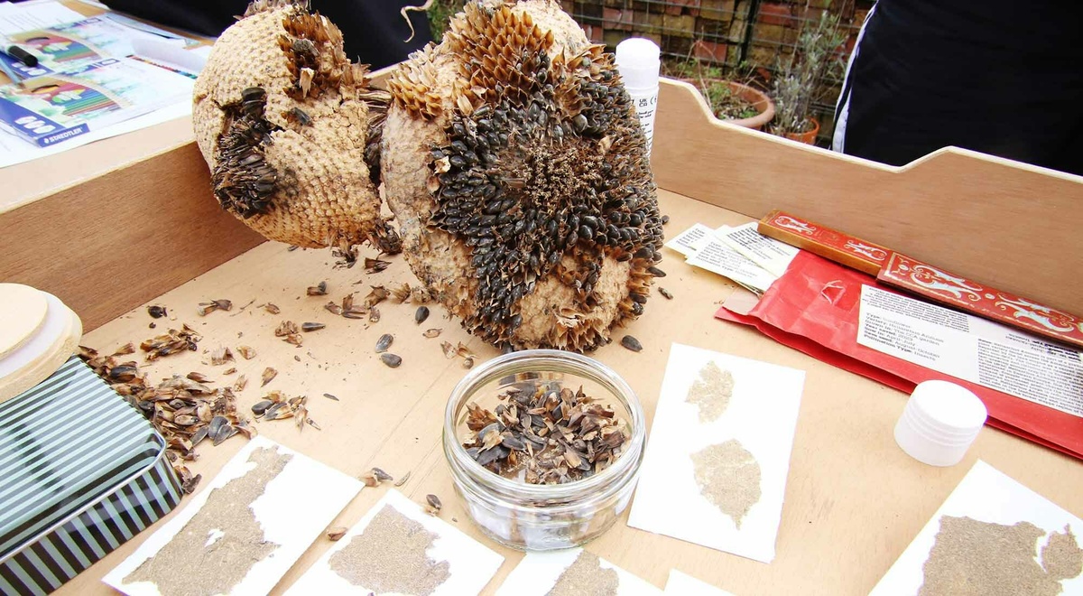 A dried sunflower head with the seeds partially picked off