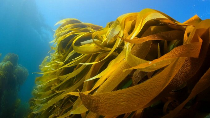 A kelp garden forest in a blue sea