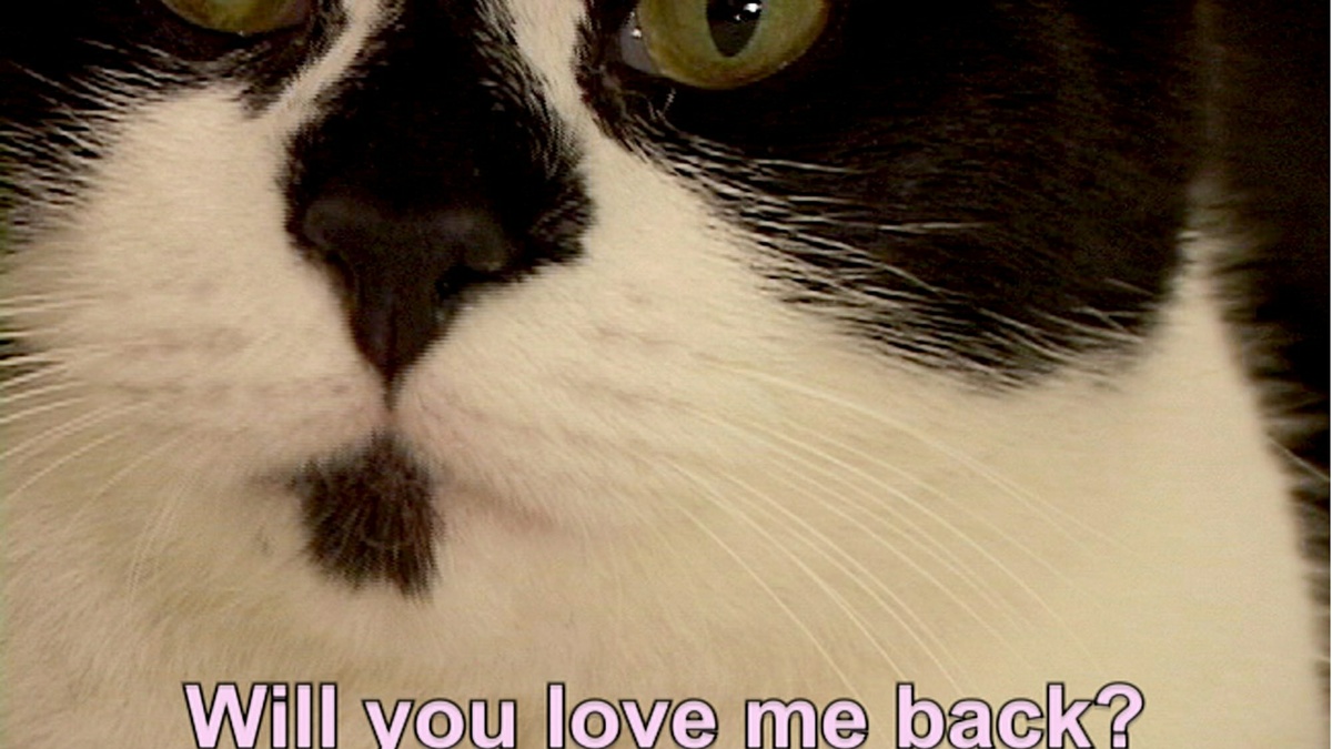 A close-up of a black and white cat's face with a text that reads "will you love me back?"