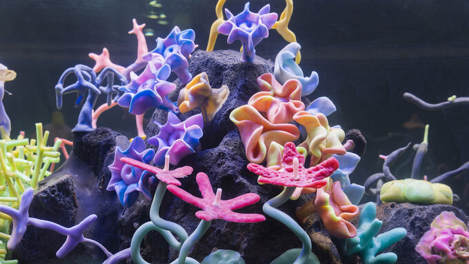 A colourful digital image of coral in an aquarium tank.