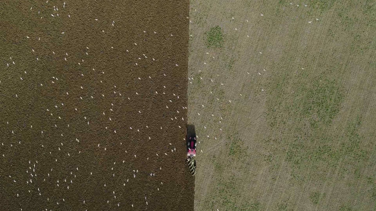 An aerial view of a field, half is dark brown nutrient-rich soil, and the other half light-beige depleted soil.