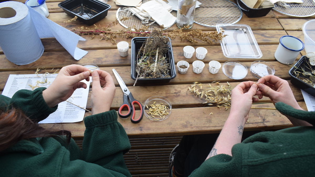 People processing and sorting seed