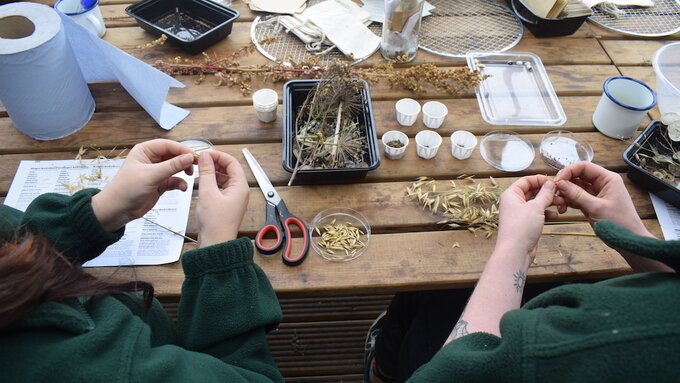 People processing and sorting seed