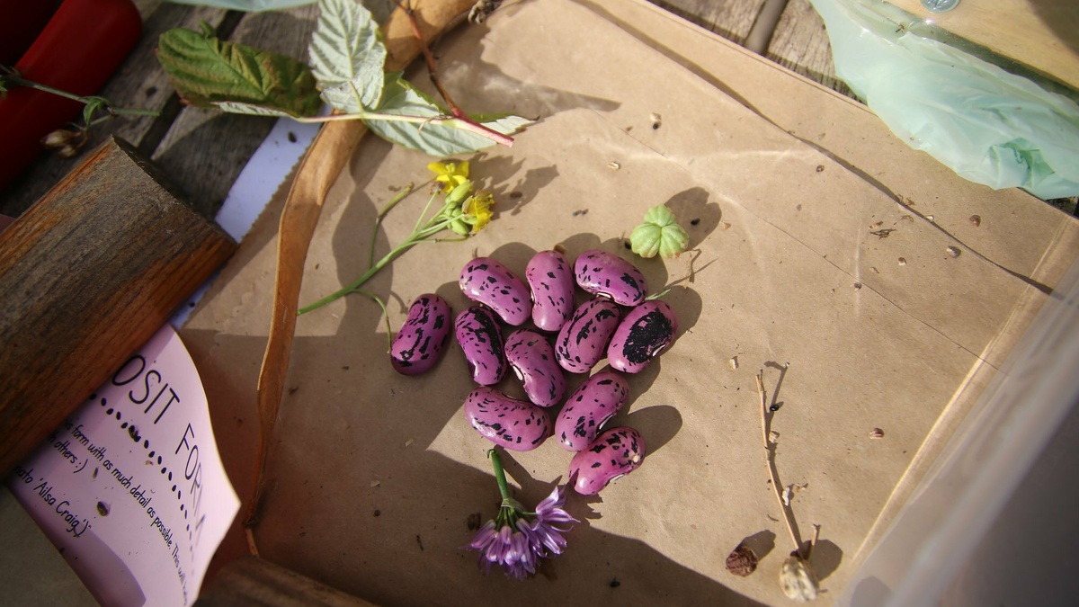 A little pile of scarlet runner beans and scattered plant matter in the sunshine