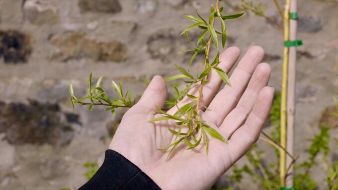 An outstretched hand cradles some leaves.