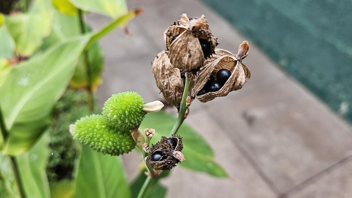 A photograph of a plant stem with dried seed cases and gleaming black seeds.