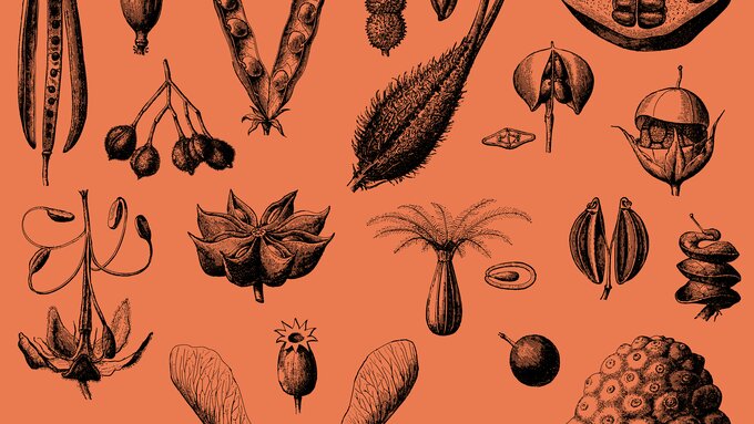 Simple drawings of various seeds against a burnt orange background.