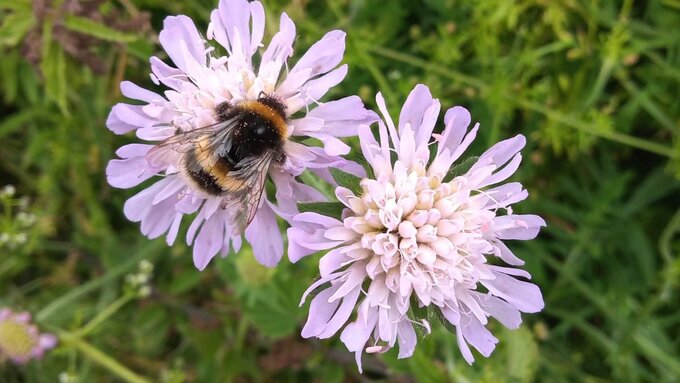 A photograph of a bumble bee on a lilac-coloured flower with many fragile petals