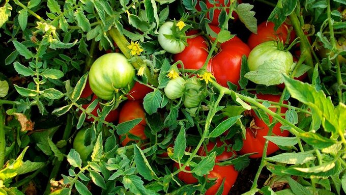 Ripening tomatoes on the vine.