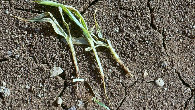 Three uprooted and sad looking seedlings on a dry parched ground.