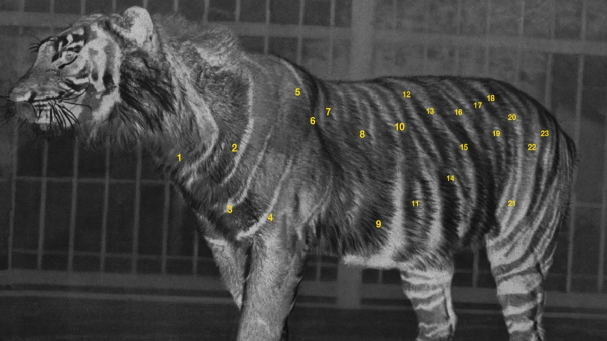 A black and white photograph of a tiger, annotated with multiple numbered points in yellow on its body.