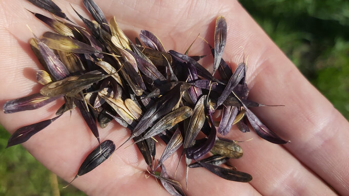 An outstretched palm holding a scattering of delicate, purple and brown seeds in the sunshine.