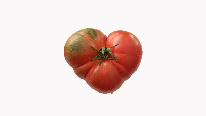 A heart-shaped plump red tomato