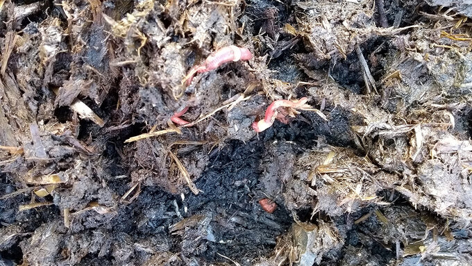A recently manured soil with wriggling pink worms.